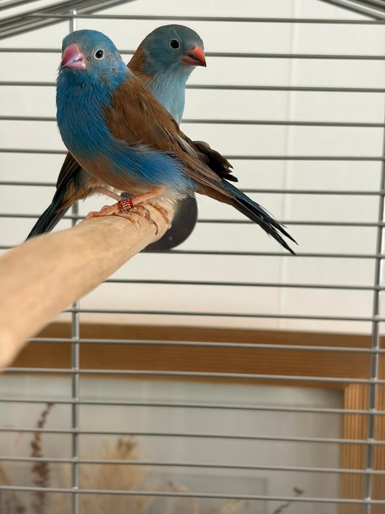Blauwkop Blauwfazantjes, Dieren en Toebehoren, Geringd