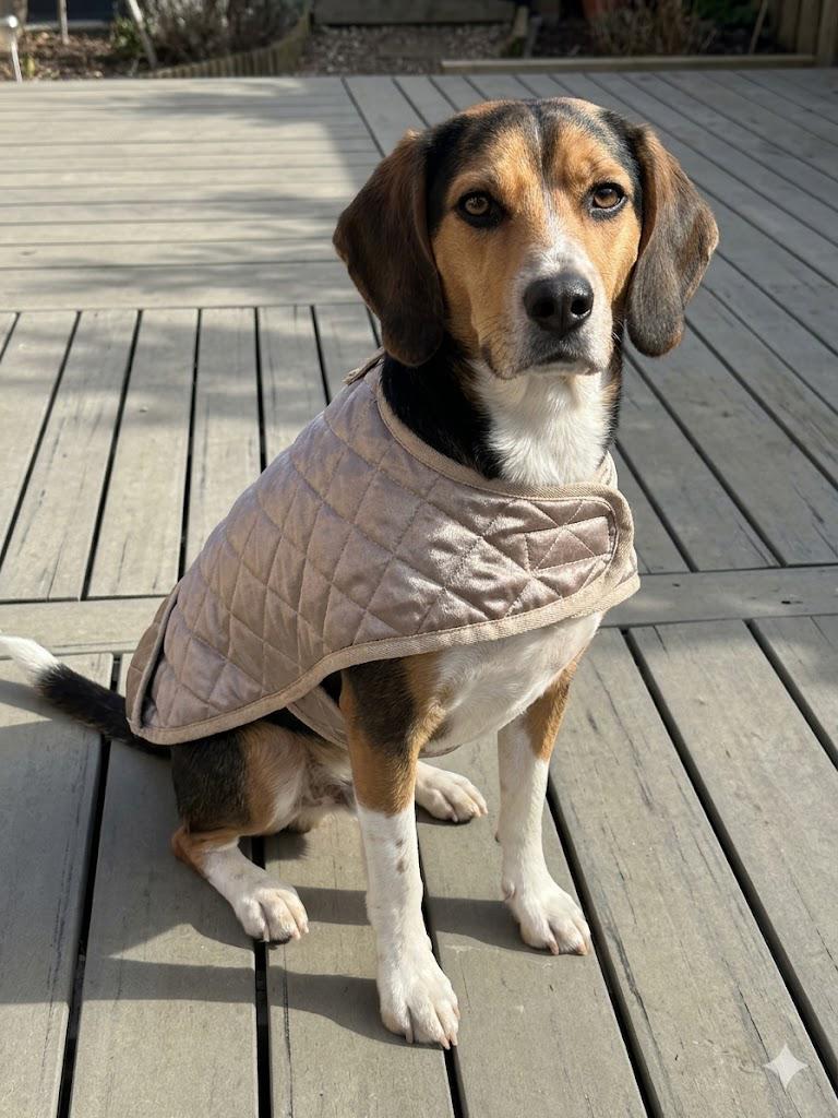 Hondencape met gesp, Dieren en Toebehoren, Hondenkleding, Ophalen of Verzenden, Zo goed als nieuw, Hondenbodywarmer