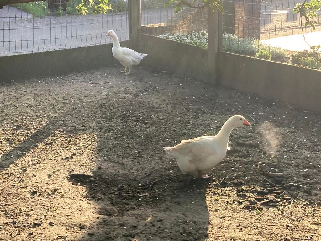Ganzen, Vrouwelijk, Gans of Zwaan