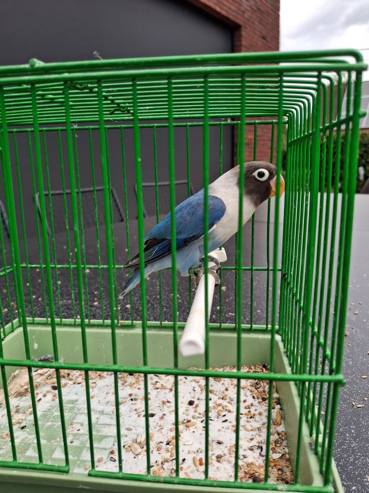 agapornis personata, Femelle, Perroquet nain ou Inséparable, Bagué