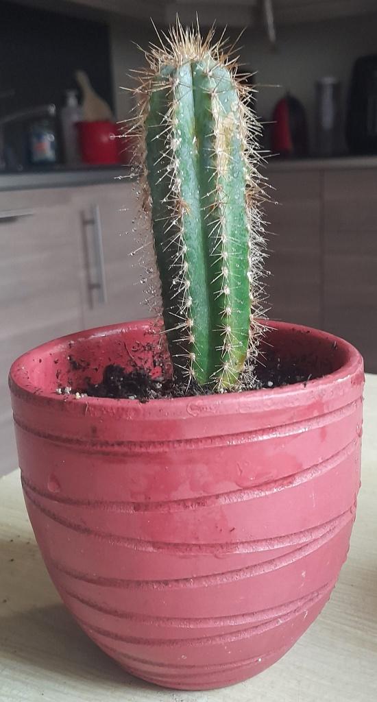 cactus, En pot, Plein soleil, Moins de 100 cm, Enlèvement