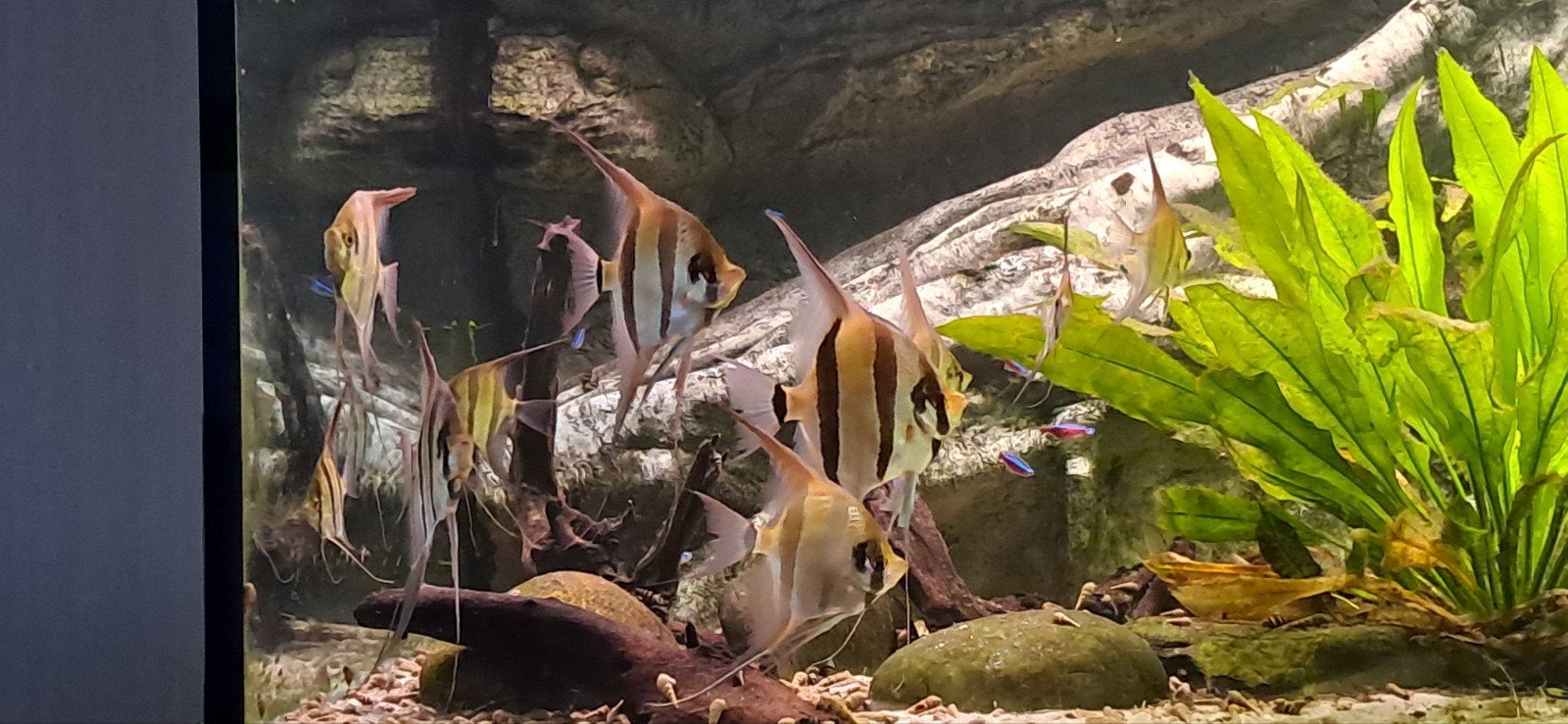 Orinoco altum