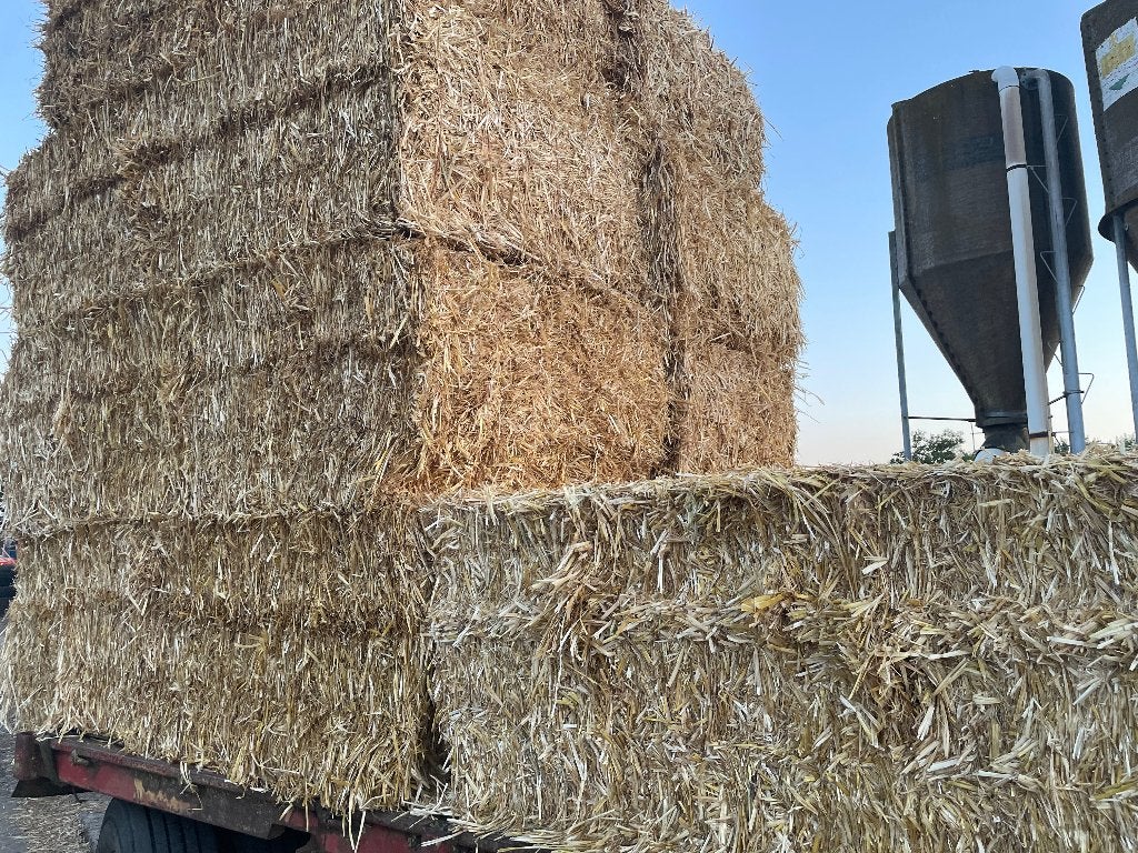 Stro gerst, Articles professionnels, Agriculture | Aliments pour bétail, Enlèvement