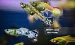 ik zoek gratis guppy's en aquarium vissen, Poisson, Poisson d'eau douce, Banc de poissons