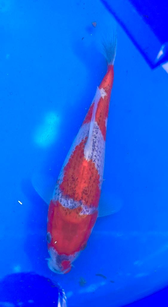 HQ Tosai Goshiki van Conias 20-25cm, Animaux & Accessoires, Poissons | Poissons d'étang, Carpe ou Koï