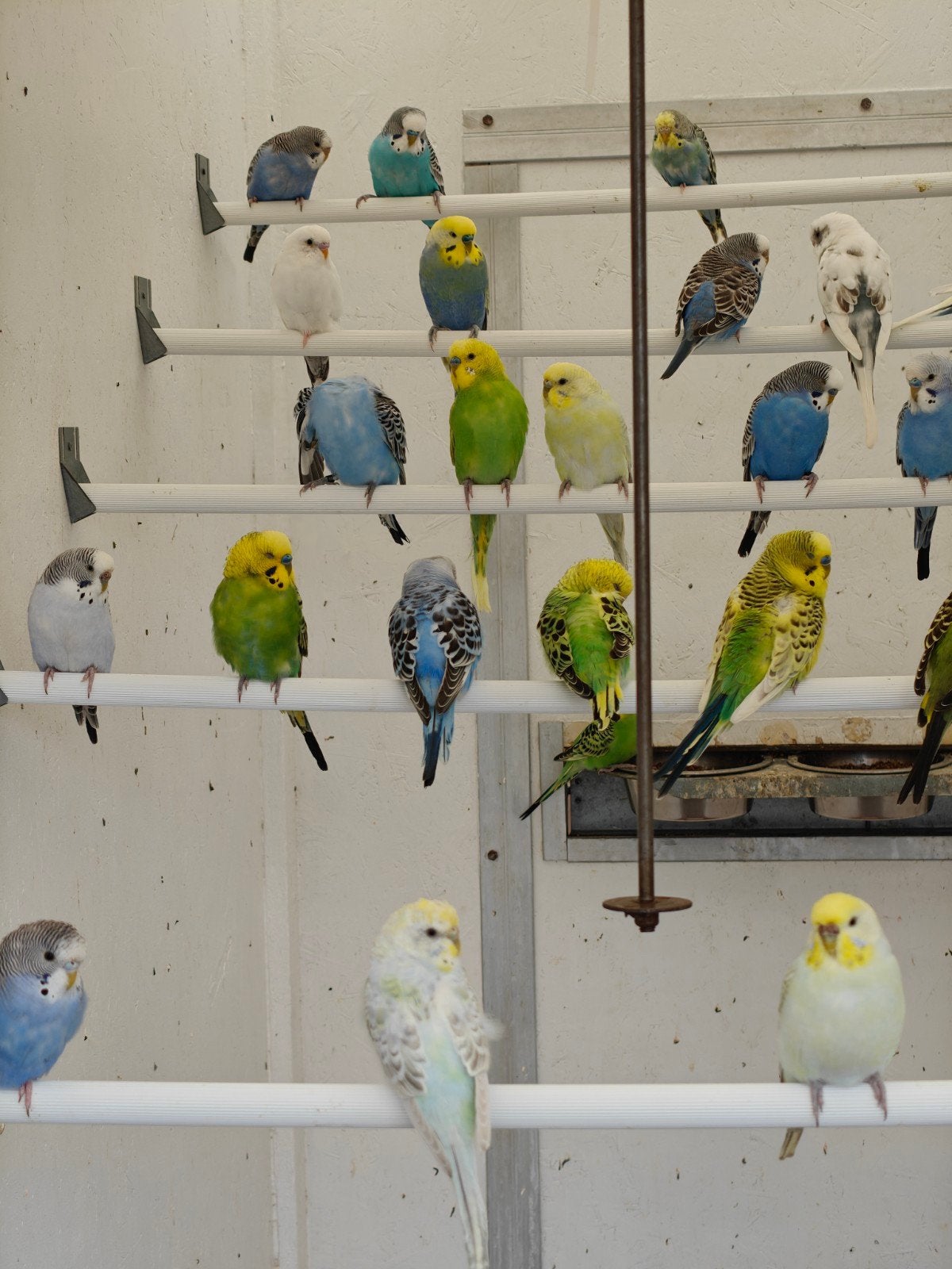 grasparkieten, Meerdere dieren, Parkiet, Geringd