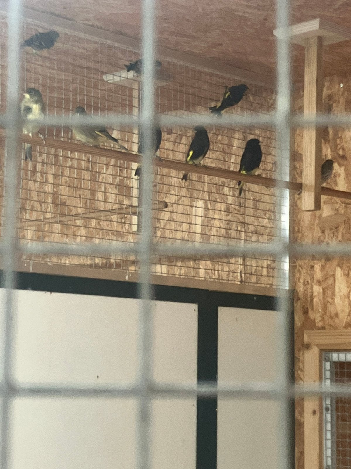 Zwarte sijs poppen 2026, Dieren en Toebehoren, Vrouwelijk, Tropenvogel, Geringd