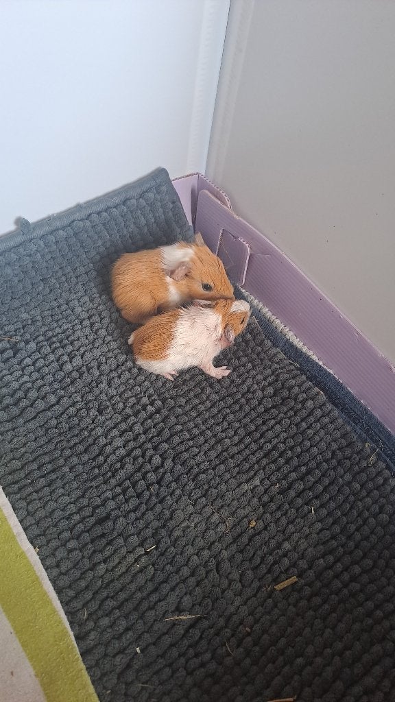 Cavia zeugjes, Septembre, Femelle, Cobaye