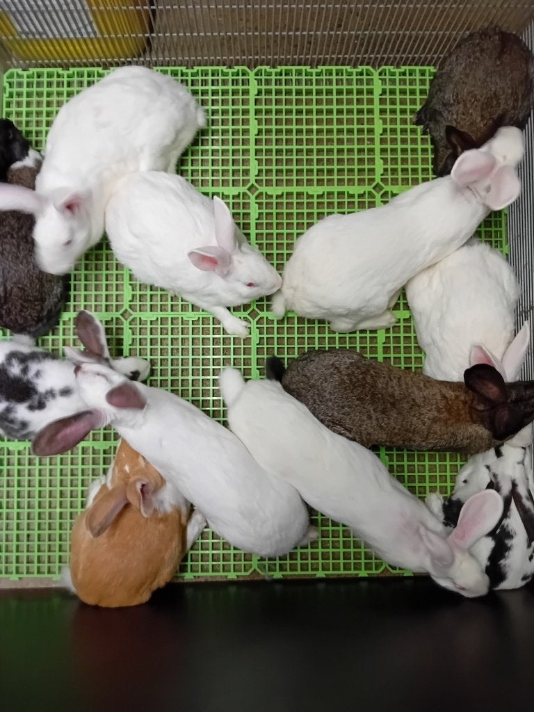 Vleeskonijnen/Slachtkonijnen/Kweekvoedst./-Rammen/Gezelschap, Dieren en Toebehoren, Konijnen, Meerdere dieren, Middelgroot, 0 tot 2 jaar