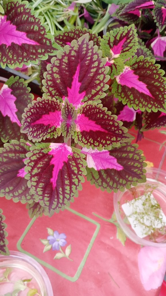 Coleus siernetel, Huis en Inrichting, Overige soorten, Ophalen of Verzenden, In pot, Minder dan 100 cm