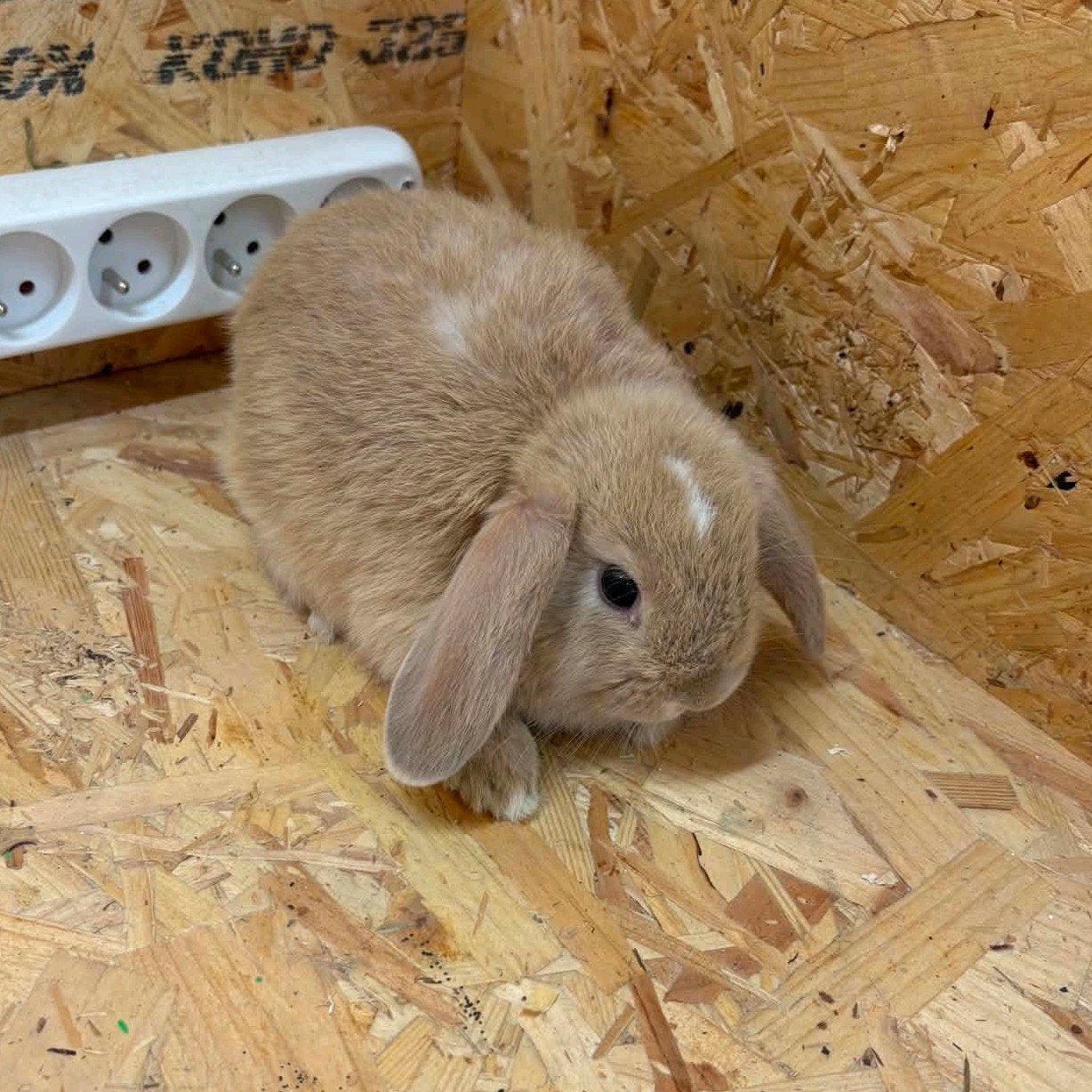 Nederlandse hangoorkonijnen, Animaux & Accessoires, Lapins
