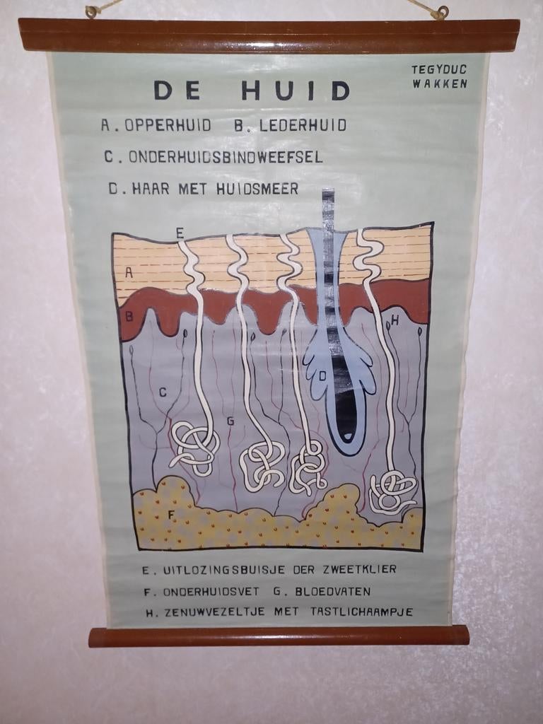 Antieke schoolkaart de huid, Ophalen of Verzenden