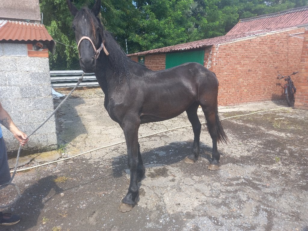 3jaarse merrie fries, Vermifugé, Moins de 160 cm, Cheval d'attelage, Non dressé