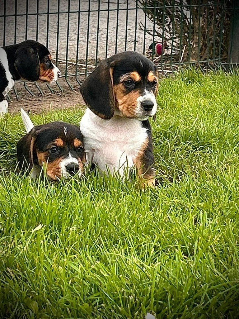 Baegels puppy's, Dieren en Toebehoren, België, Overige rassen, CDV (hondenziekte), 8 tot 15 weken
