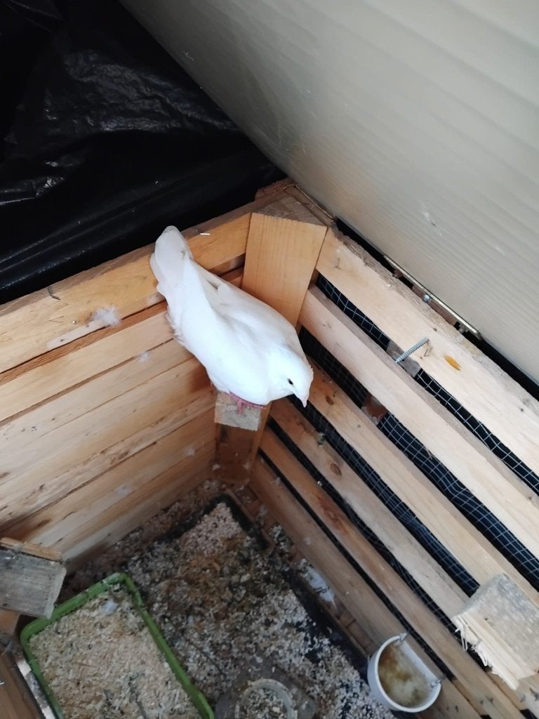 3 kweekduiven + duivenhuis, Meerdere dieren, Overige soorten