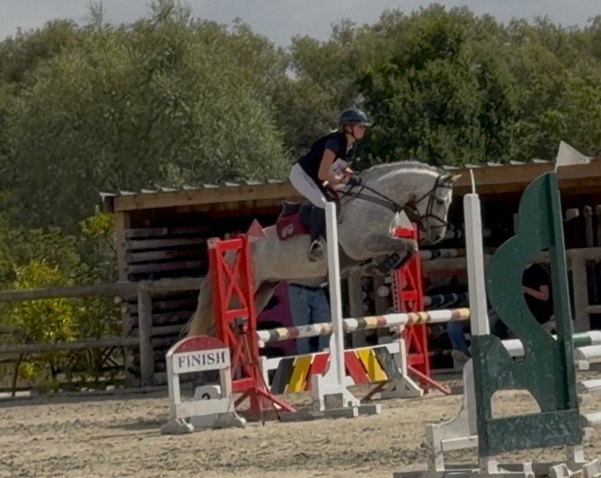 Connemara met potentieel - Merrie - 5 jaar, Dieren en Toebehoren, Paarden, Merrie