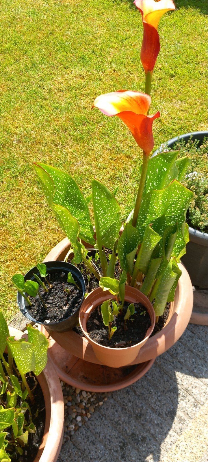 Calla lelies Golden Sun met gevlekt blad - jonge plantjes, Tuin en Terras, Ophalen, Lente, Vaste plant, Volle zon