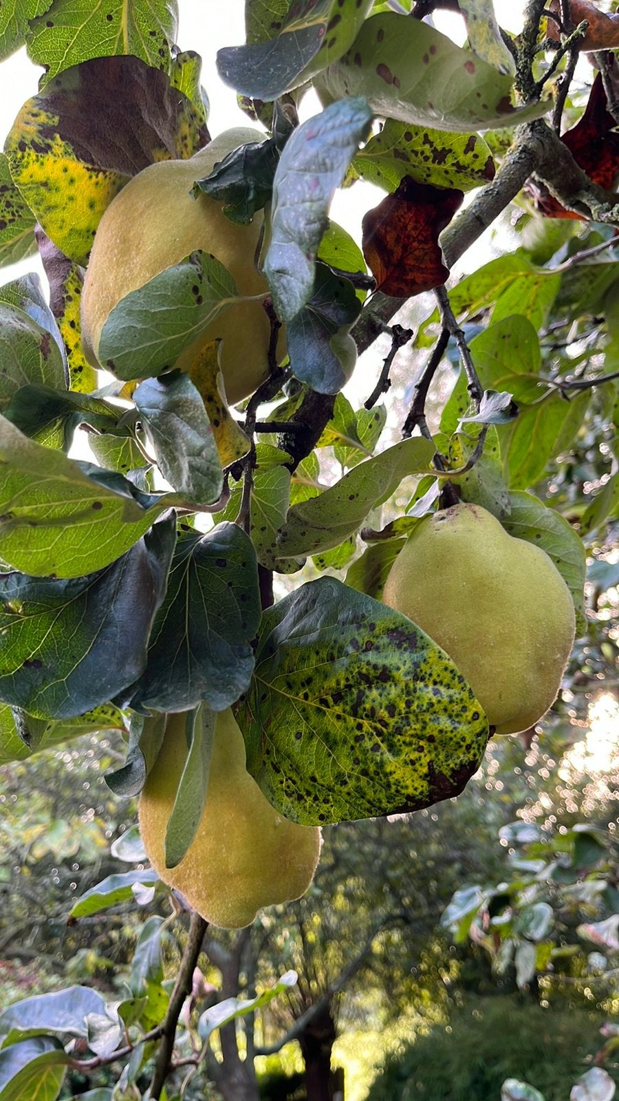 Weldra kweeperen te koop rijp tegen10 september, Tuin en Terras, Planten | Fruitbomen, Ophalen