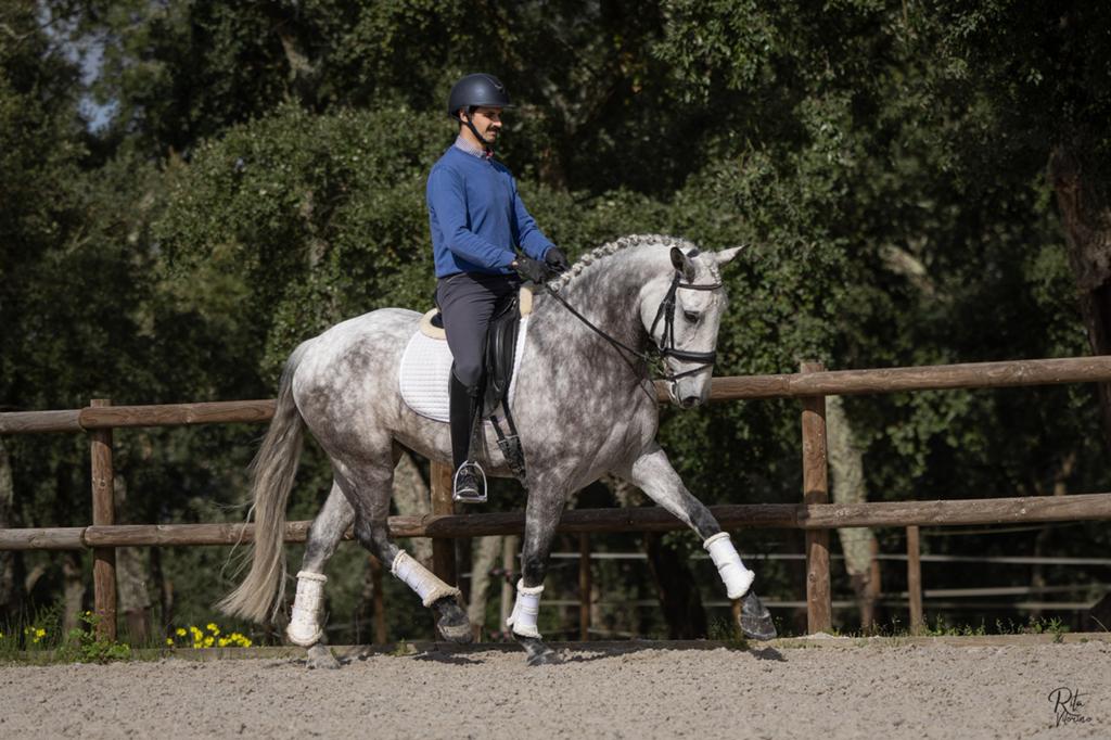 6-jarige Lusitano - dressuurpaard, Dieren en Toebehoren, Ruin, Dressuurpaard