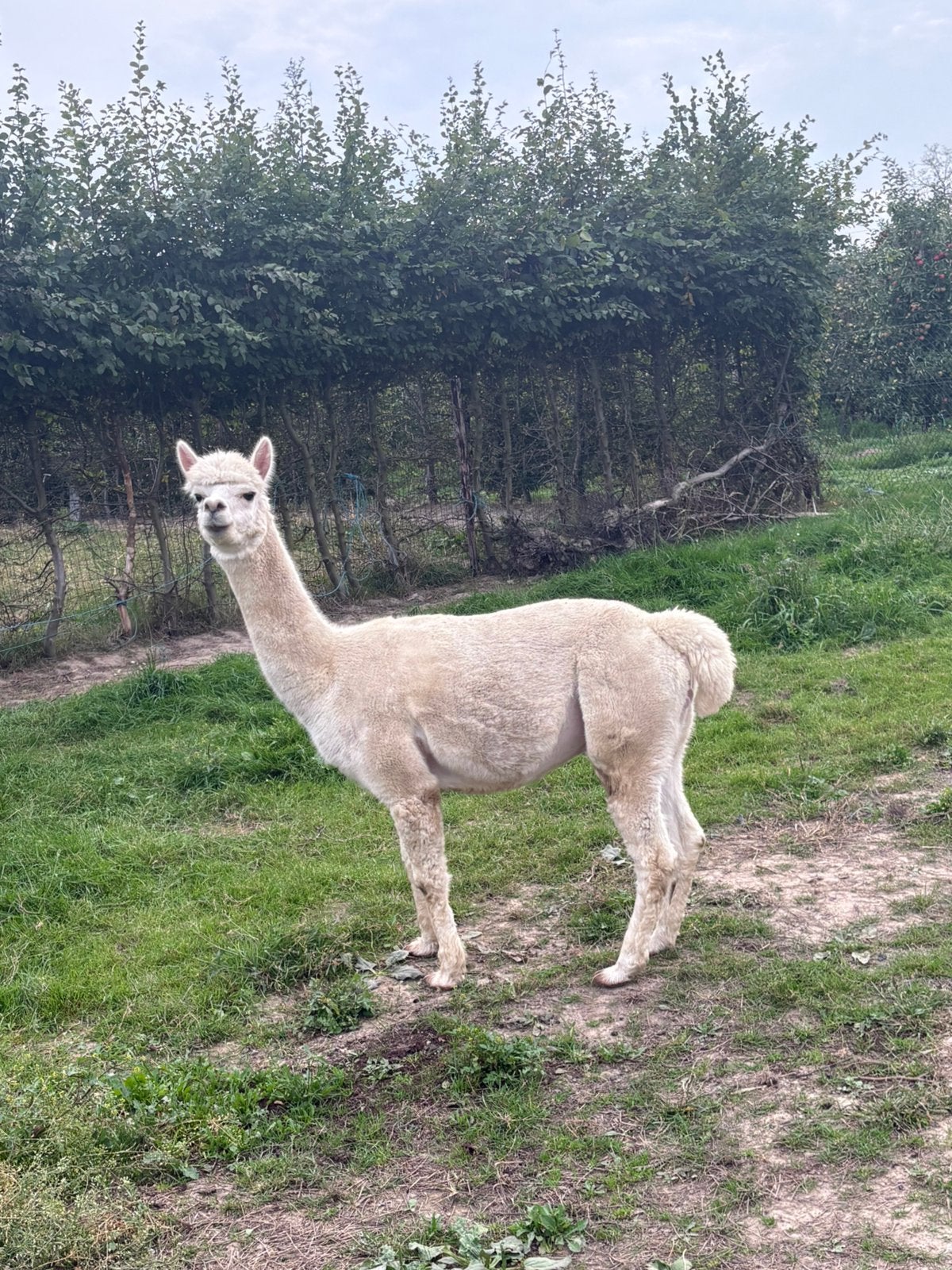 Mooie witte dekhengst te koop, Dieren en Toebehoren, Februari, Meerdere dieren