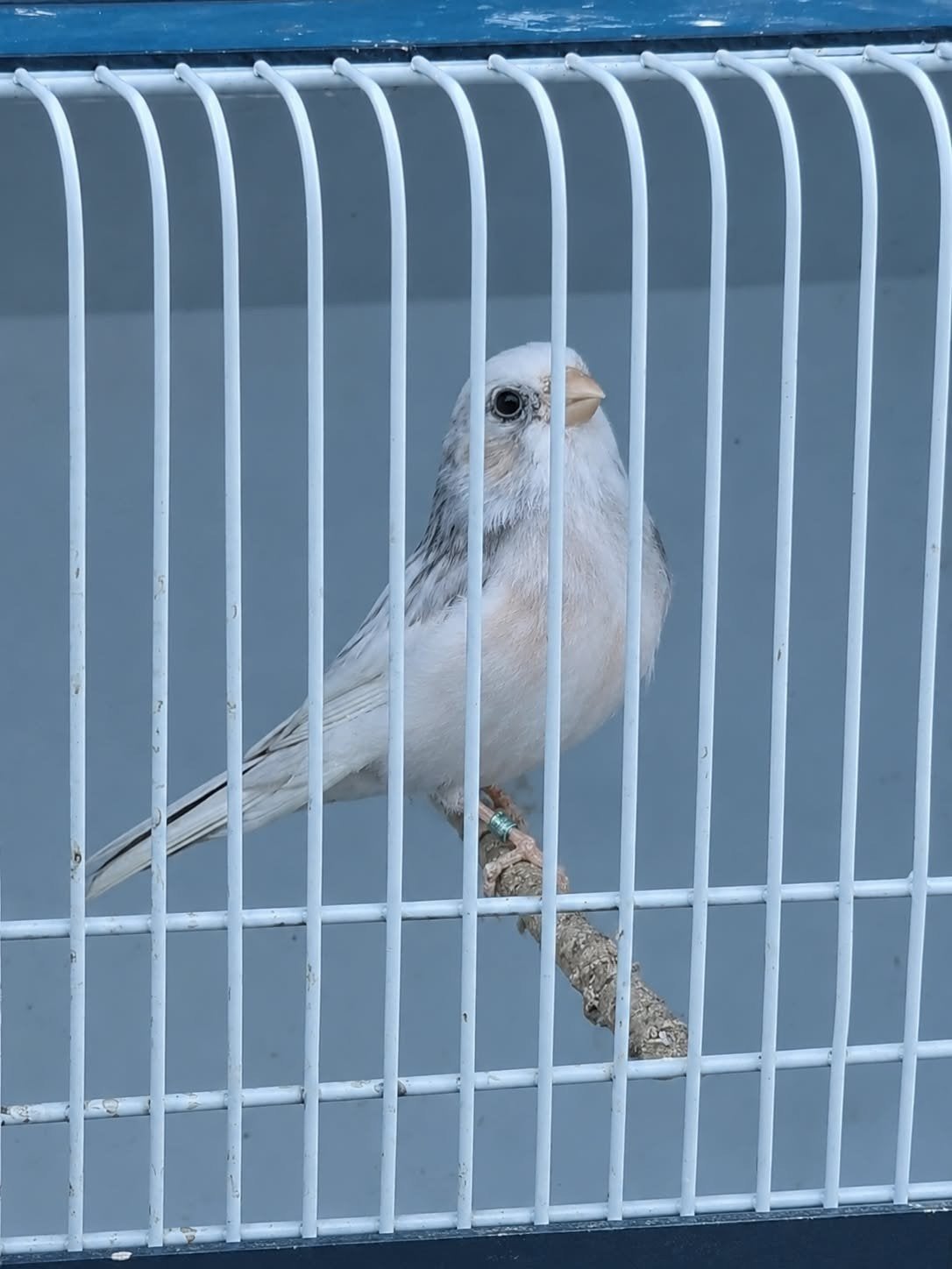 bouvreuil femelle 2026, Femelle, Oiseau chanteur sauvage, Bagué