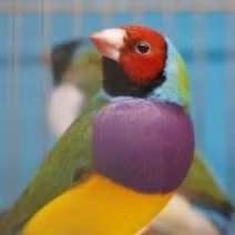 Diamant de Gould, Plusieurs animaux, Canari chanteur