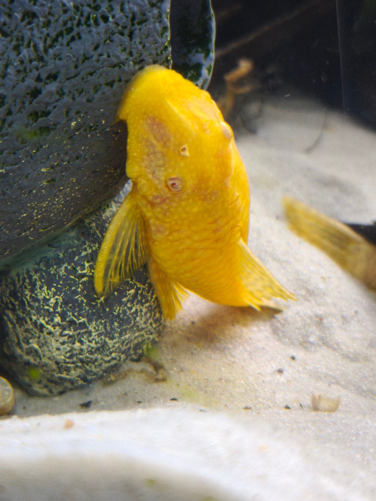 L144 Ancistrus gold - vrouwtjes, Dieren en Toebehoren, Vis, Zoetwatervis