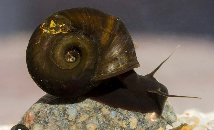 Posthoorn slakken, Dieren en Toebehoren