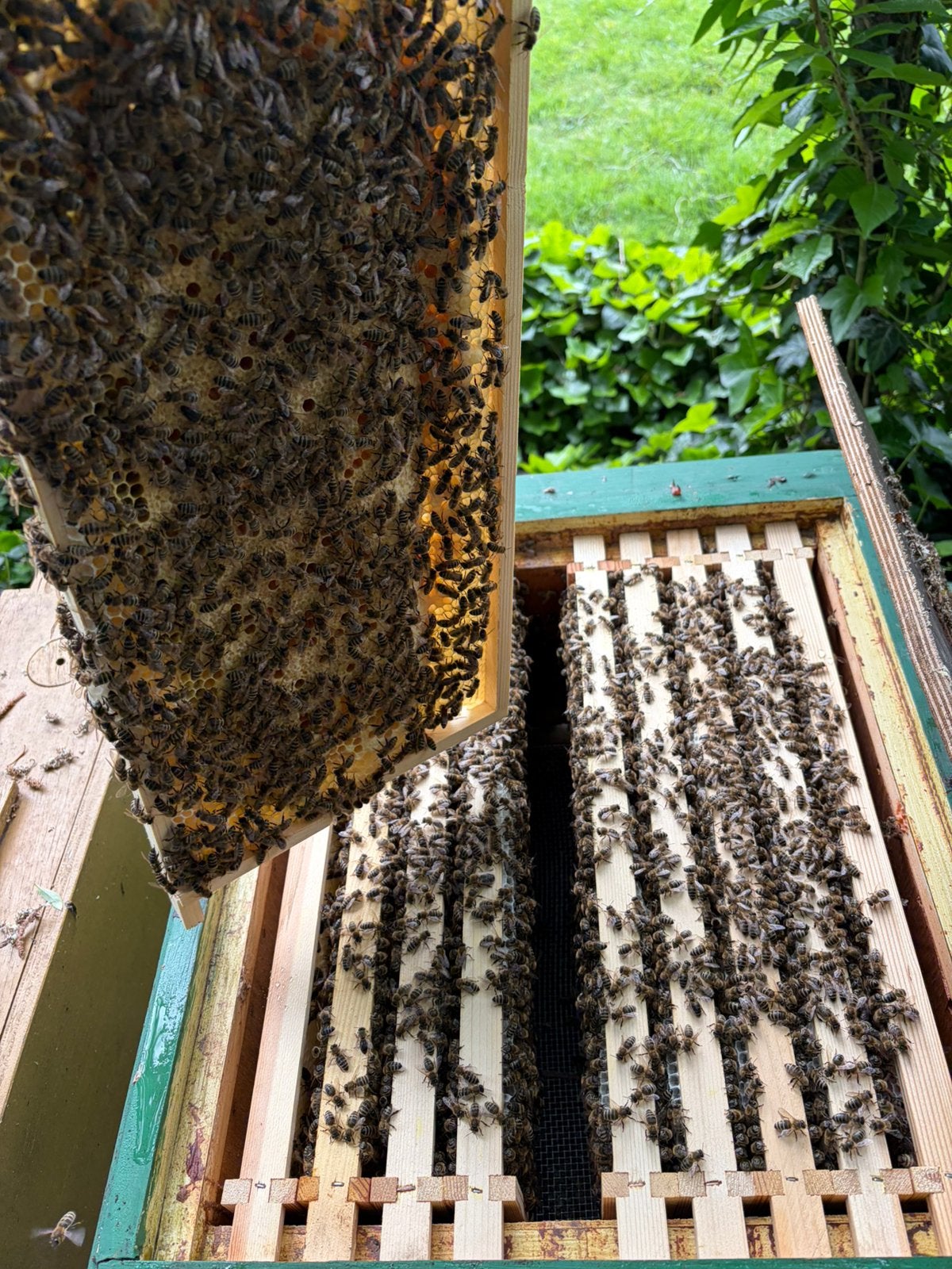 Carnica op zander ramen, Dieren en Toebehoren, Insecten en Spinnen, Bijen