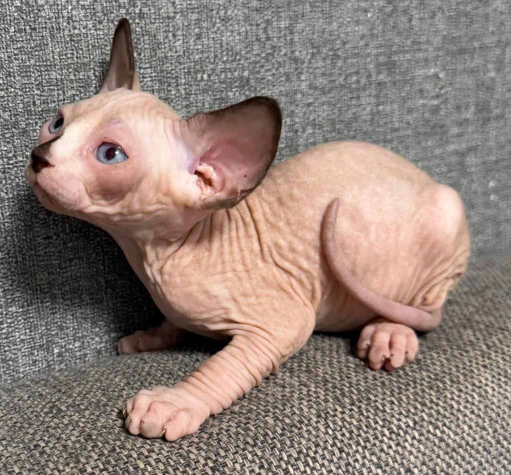 Kittens Sphynx met staamboom, Dieren en Toebehoren, Poes, Met stamboom, 0 tot 2 jaar