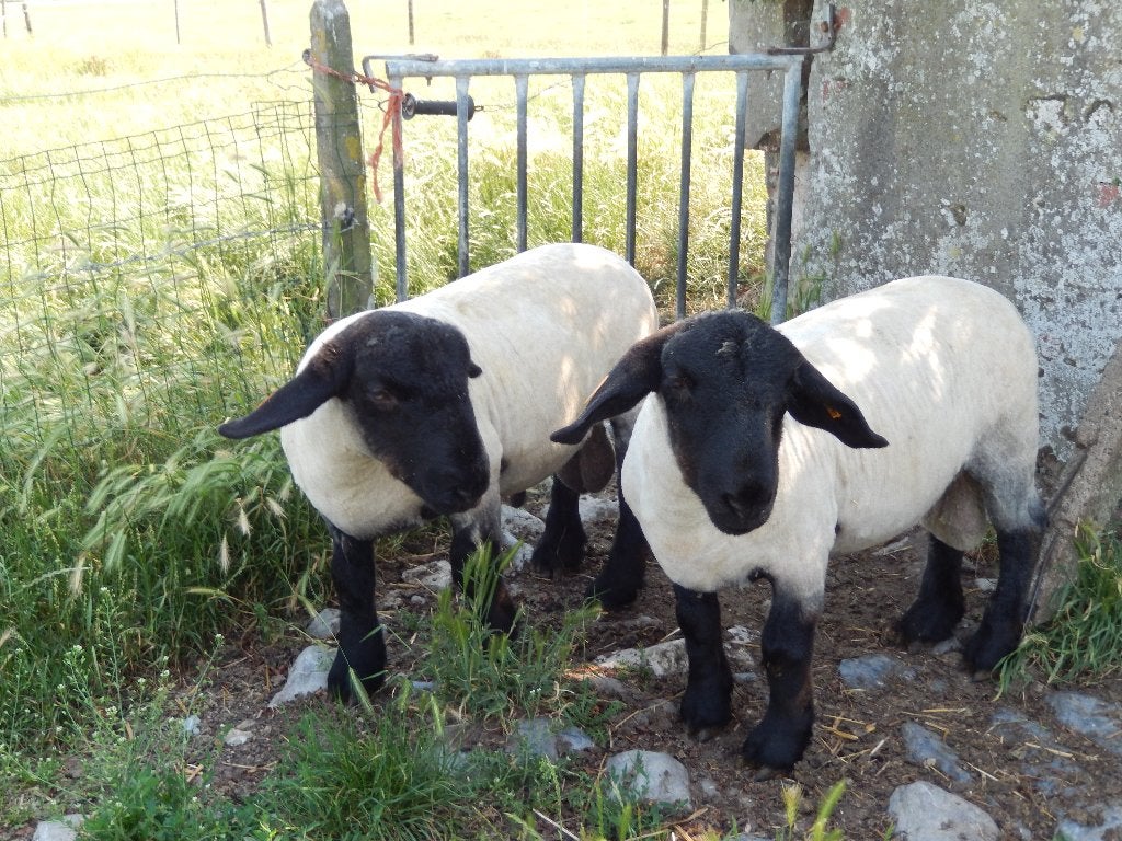 Suffolk ramlammeren, Plusieurs animaux, Mouton, 0 à 2 ans