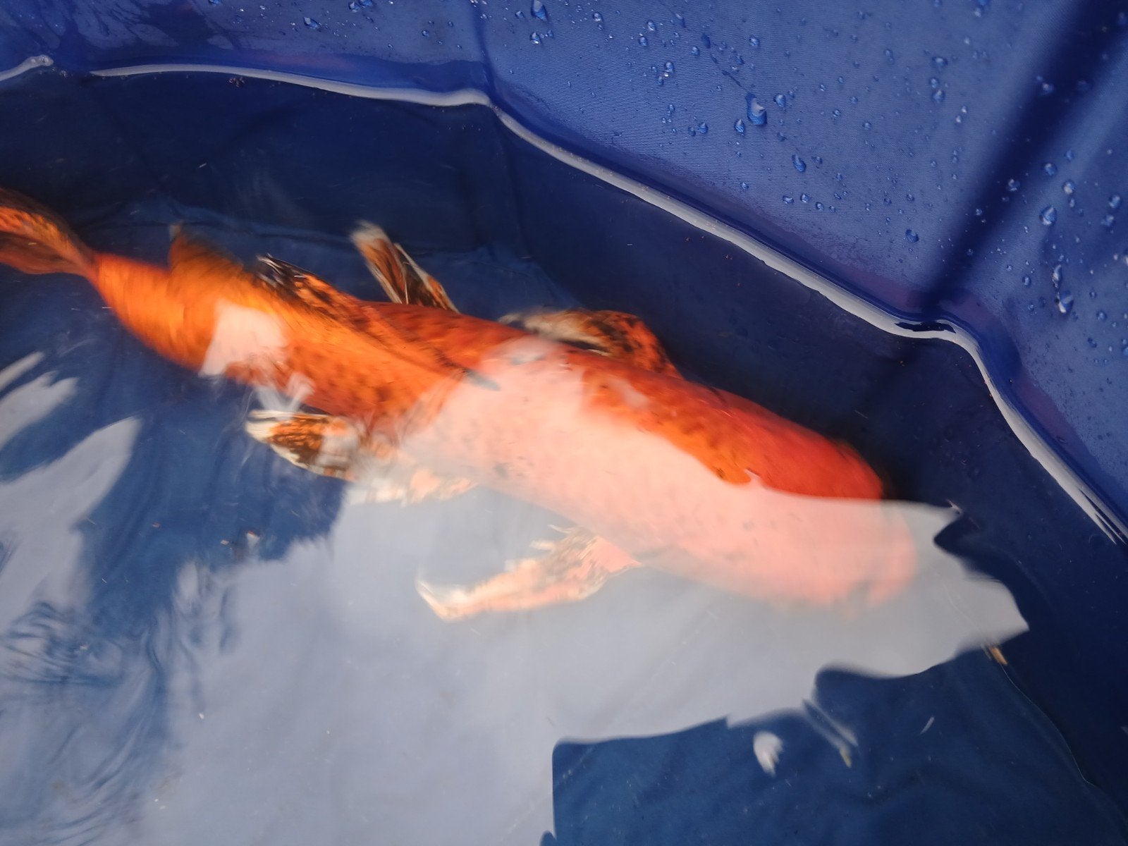 Sluierstaart koi, Karper of Koi
