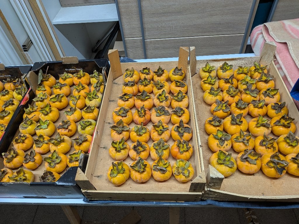 fruit du kaki, Enlèvement