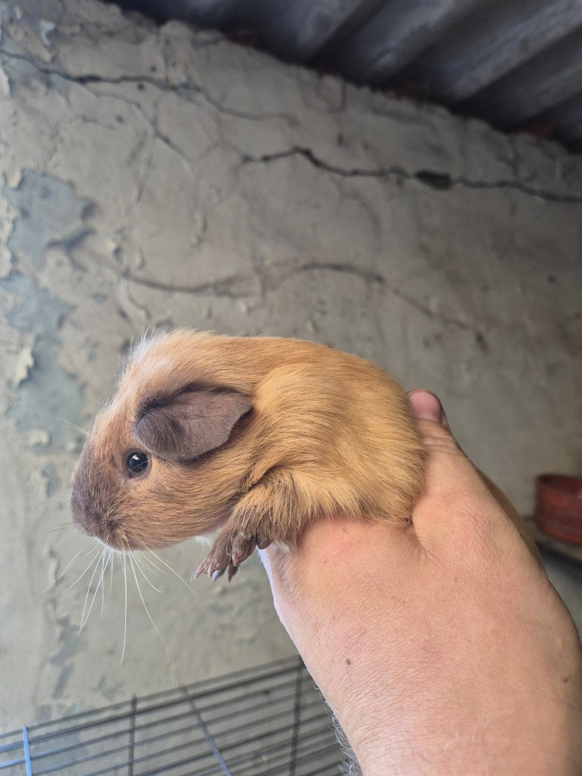 cavia beer buff cali choco, Mei, Mannelijk, Cavia