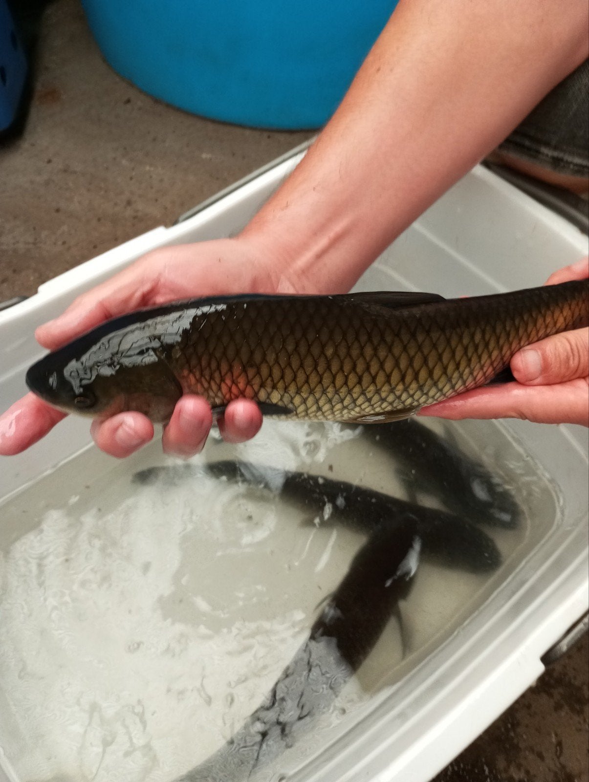 graskarpers 30/35 cm eet algen eendenkroos, Dieren en Toebehoren