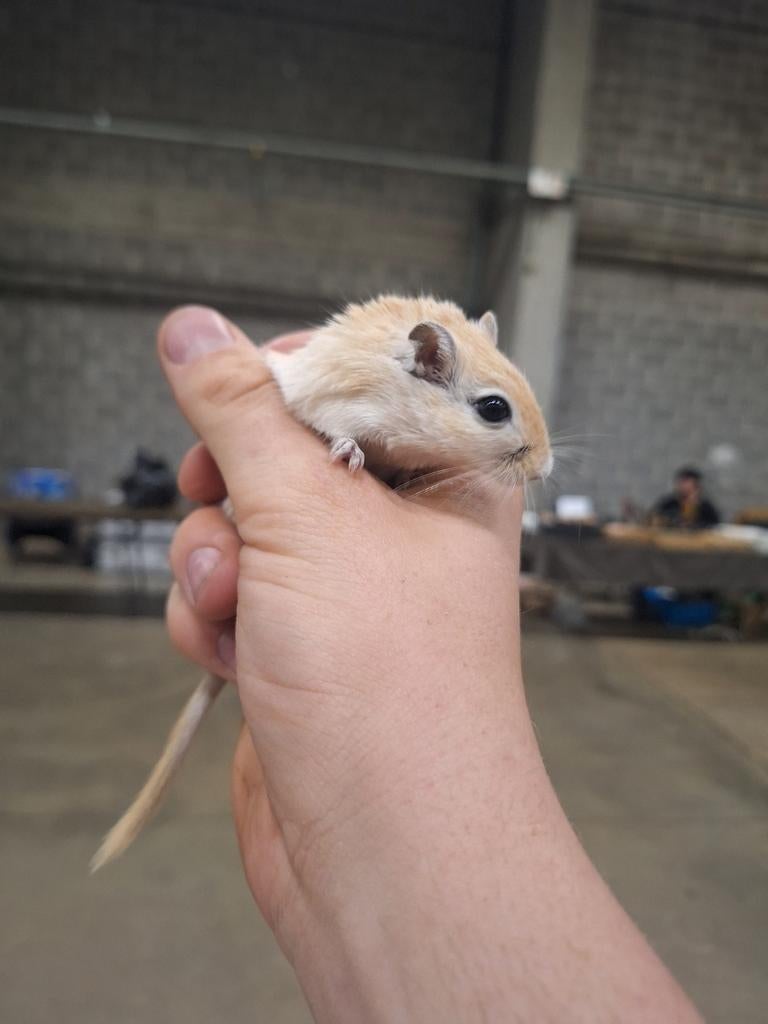 Jonge Mongoolse gerbils, handtam en verschillende kleurtjes