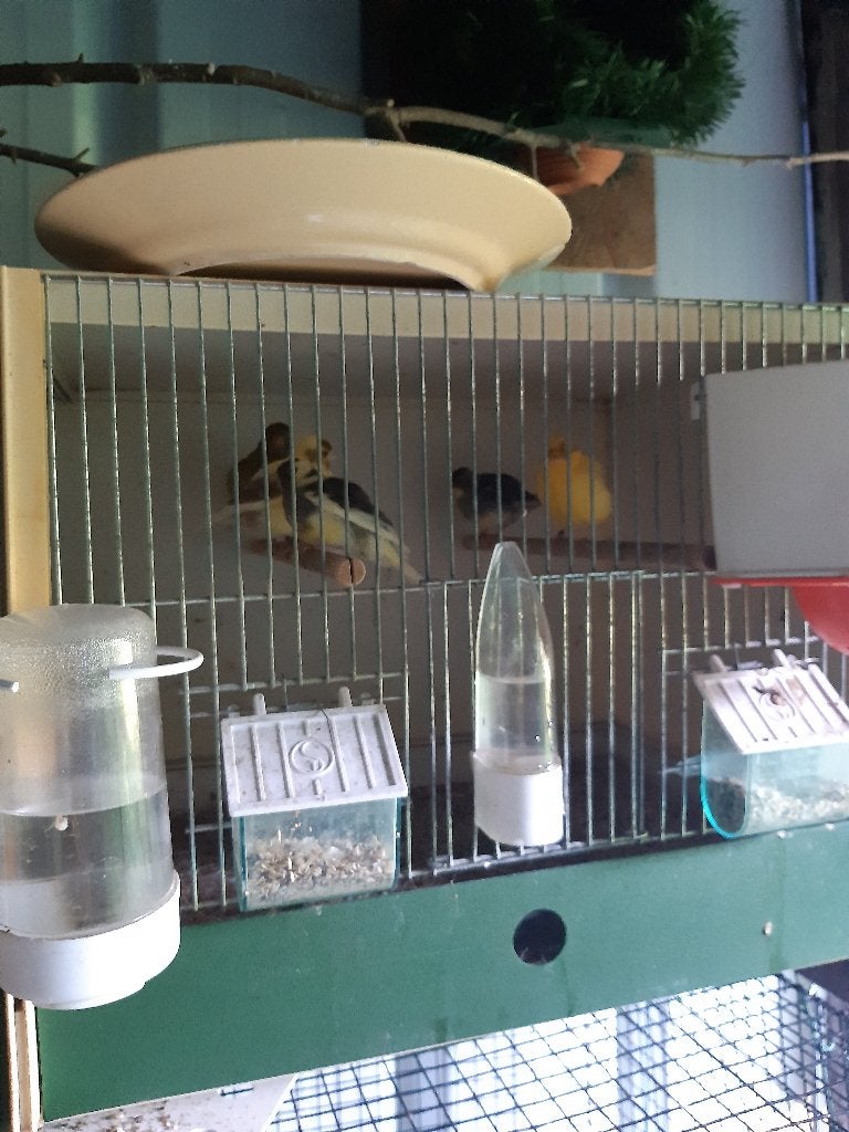 kanaries, Dieren en Toebehoren