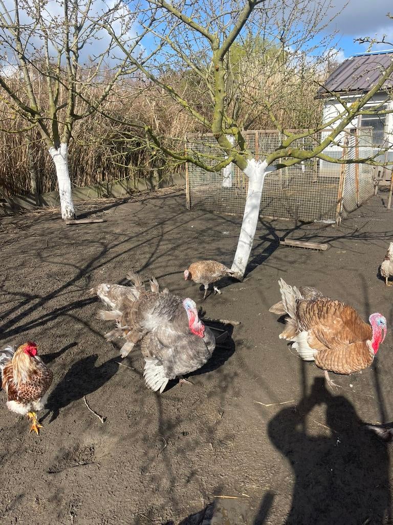 Broedeieren kalkoen  (10 beschikbaar), Dieren en Toebehoren, Pluimvee, Kalkoen