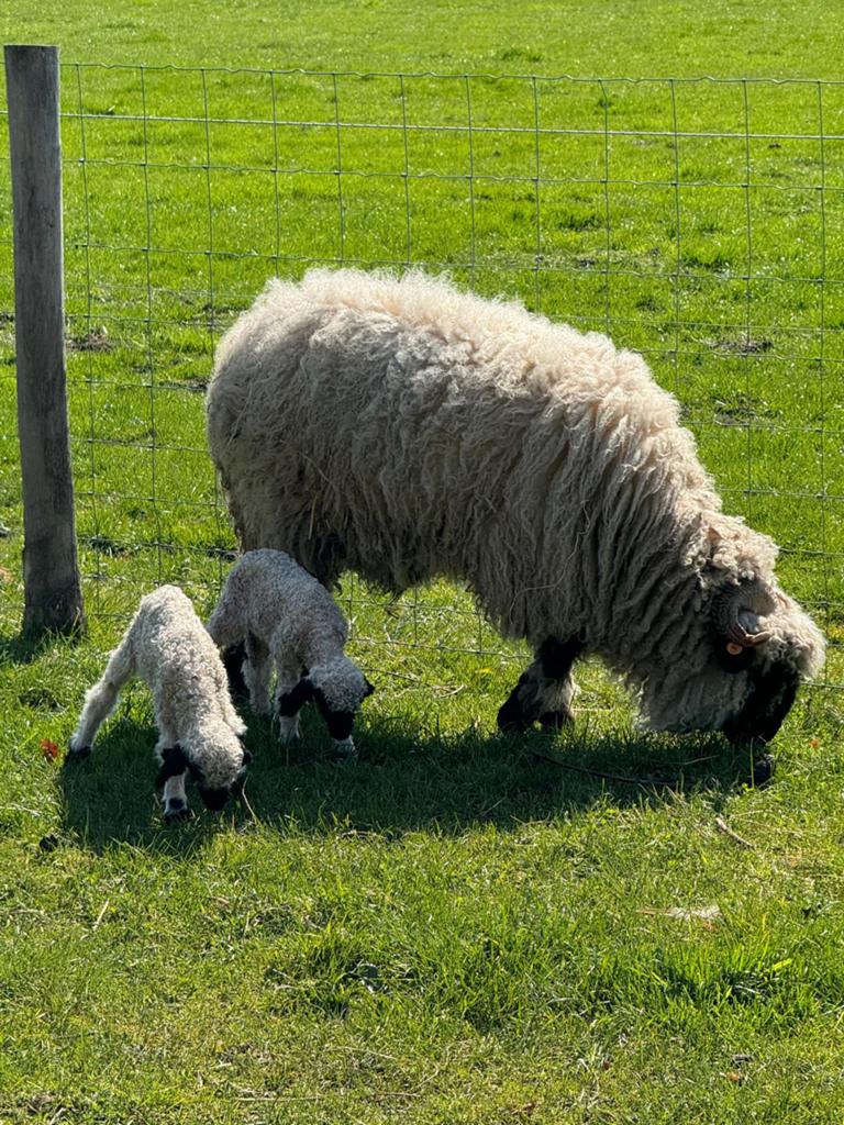 Walliser Schwarznaser ram lam, Dieren en Toebehoren, Mannelijk, Schaap, 0 tot 2 jaar