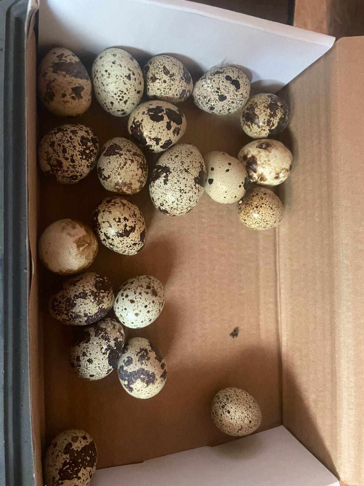 Kwartels en bevruchte eieren, Dieren en Toebehoren, Meerdere dieren, Overige soorten