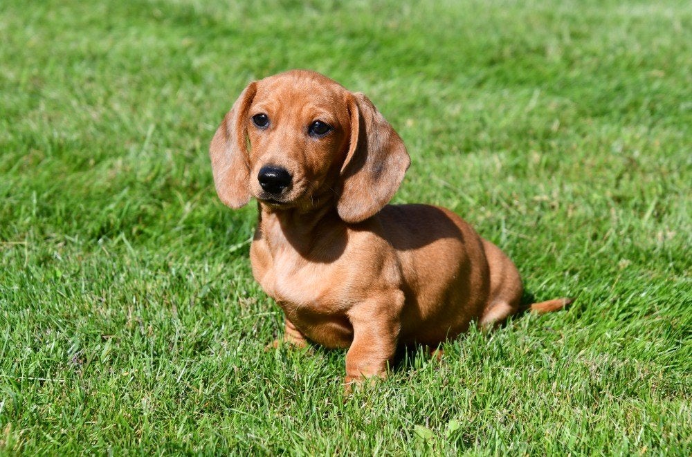 Chiots teckel nains à vendre - Belges, Animaux & Accessoires, Poils courts, Maladie de Carré (chiens), Chienne, Belgique