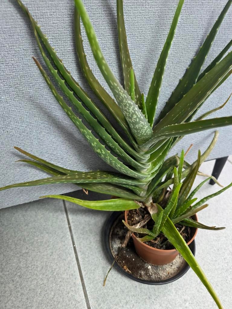 Aloë vera plant te koop, Enlèvement