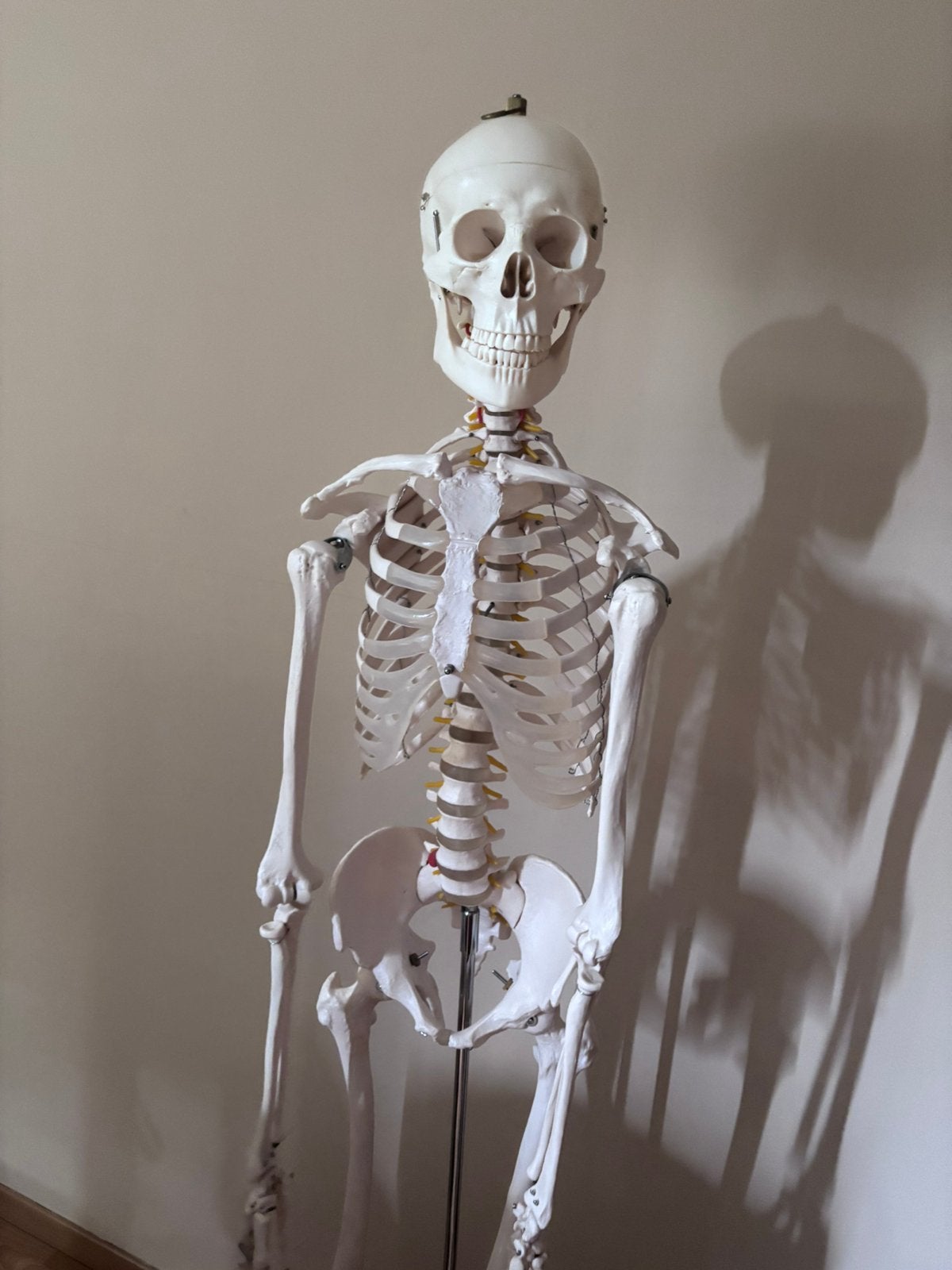 Squelette étude, Ophalen, 190 cm, Kunststof, Wit
