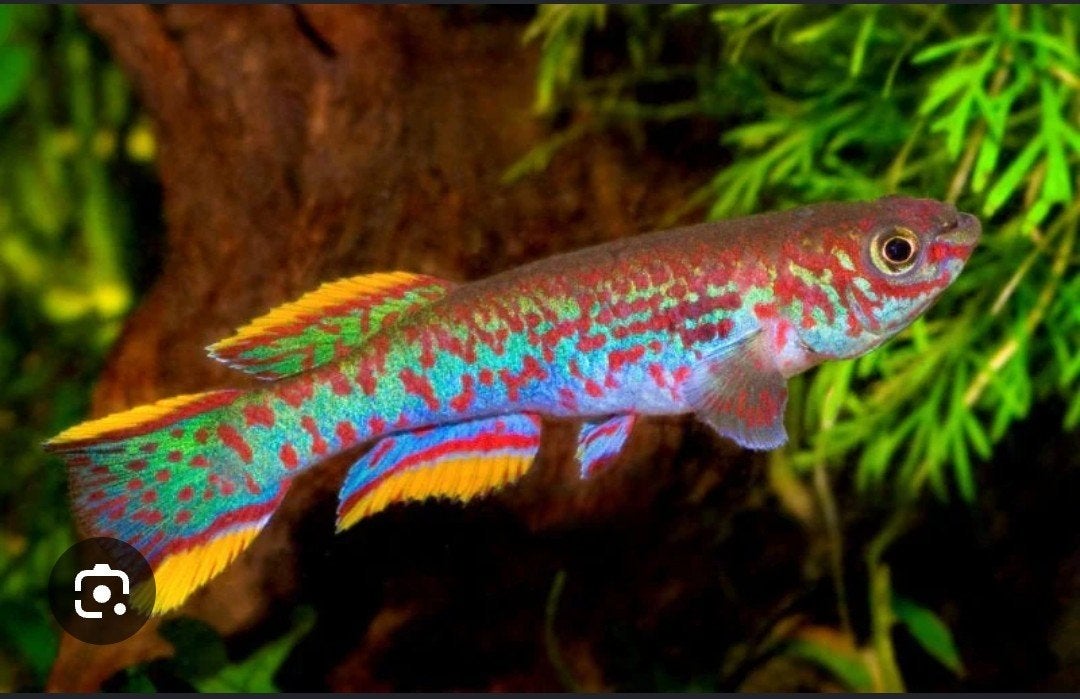 Prachtig Trio Killivis (Fundulopanchax gardneri) – 1M / 2V, Dieren en Toebehoren, Vissen | Aquaria en Toebehoren, Ophalen