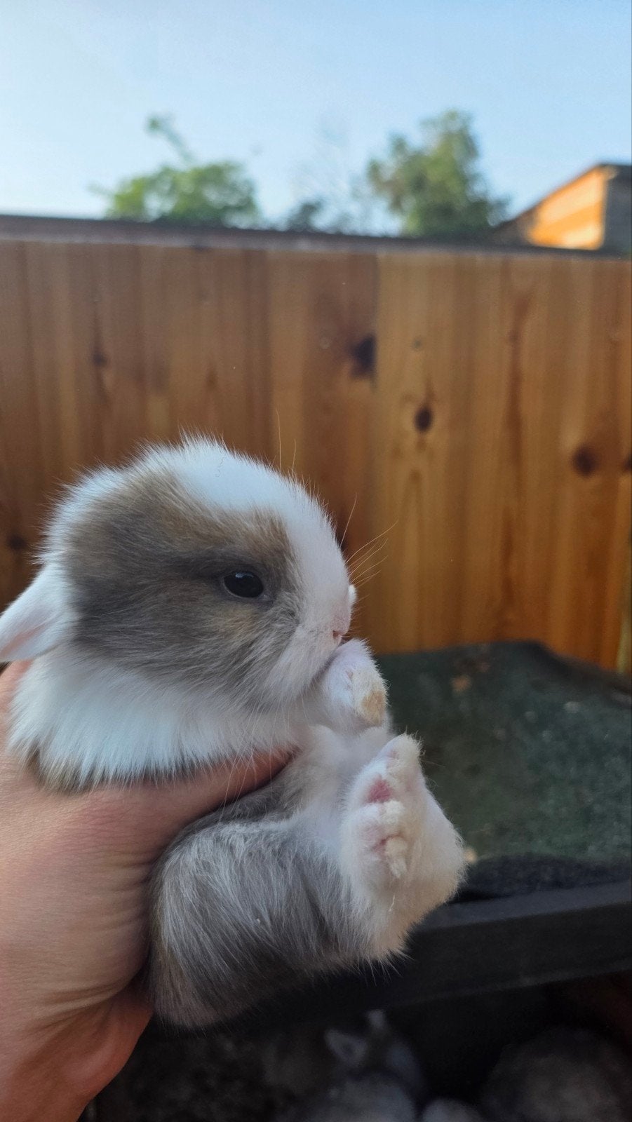Dwergkonijntjes verschillende kleurtje te koop, Dieren en Toebehoren, Konijnen
