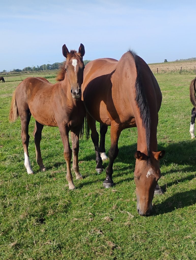 Ferme hurtebise Prairie boxe a louer, Élevage, 4 chevaux ou poneys ou plus
