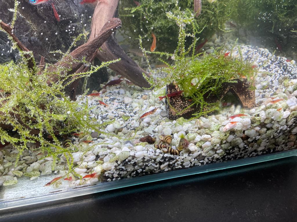 Guppy endler, Animaux & Accessoires, Enlèvement
