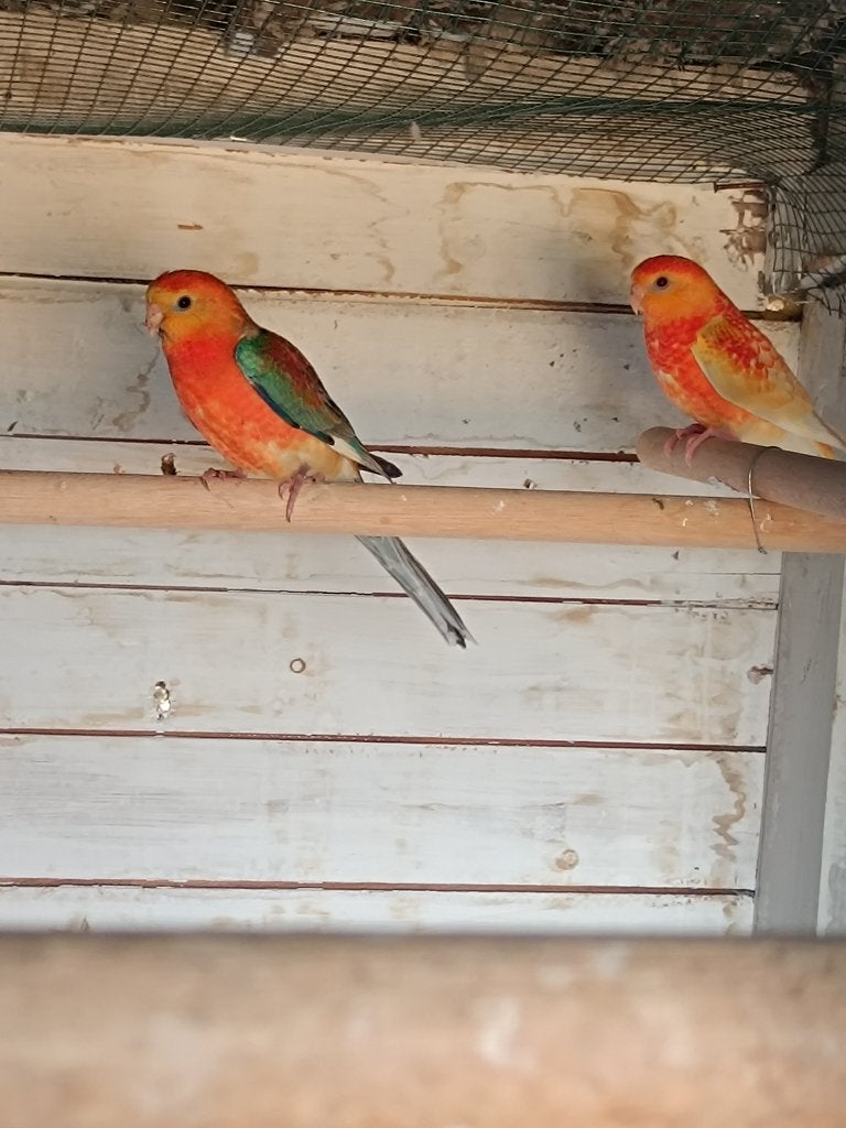 Roodruggen, Meerdere dieren, Parkiet, Geringd