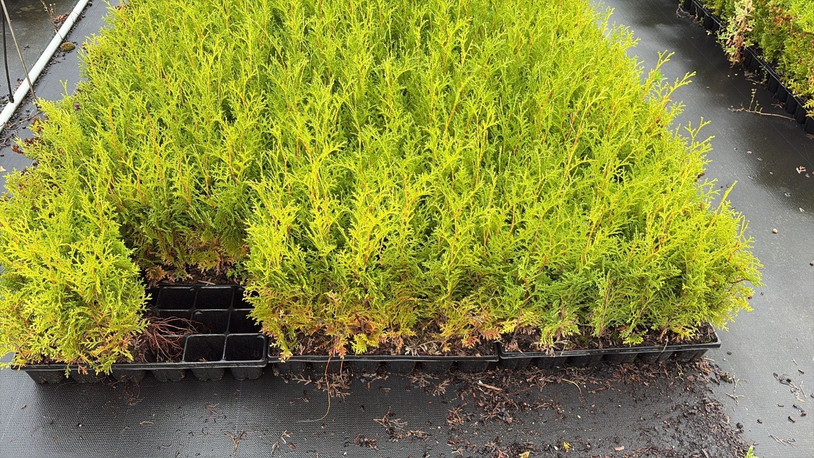 plantgoed coniferen, Tuin en Terras, Ophalen
