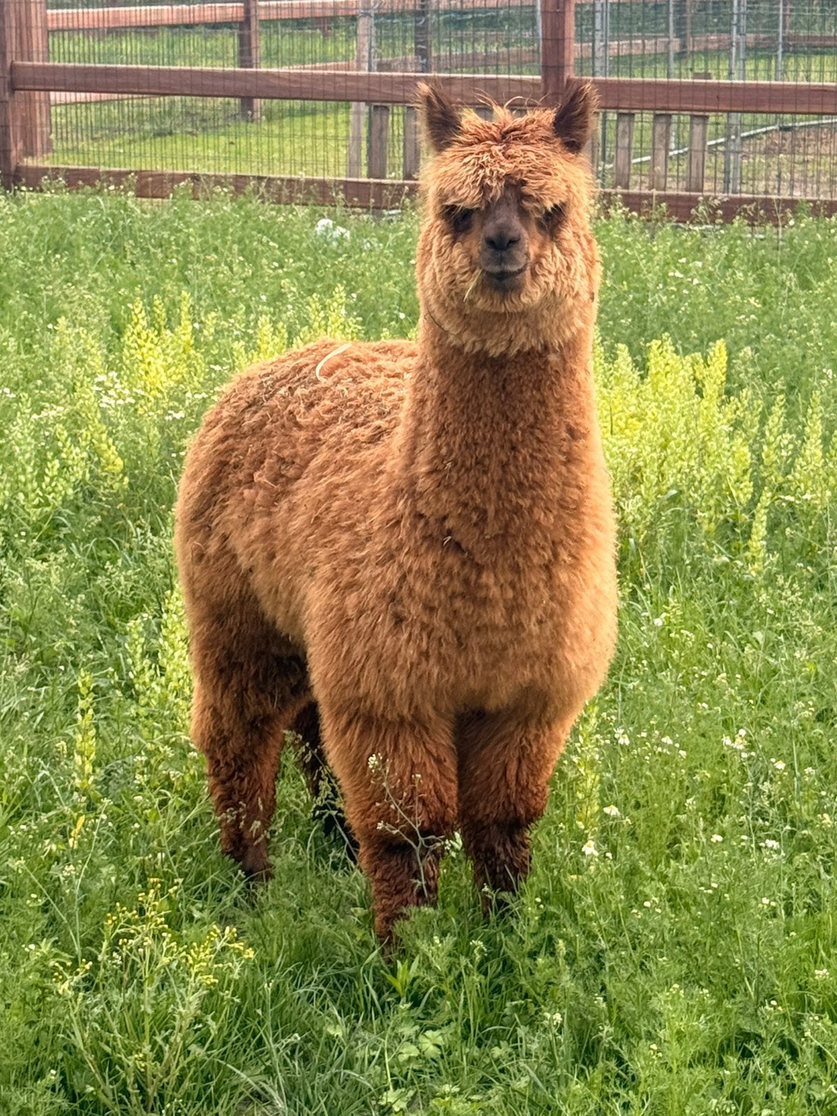 Prachtige alpaca merrie, Animaux & Accessoires, Animaux Autre, Femelle, Octobre